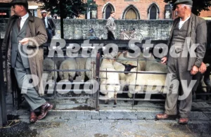 A livestock market in the 1950s 52742713158 o