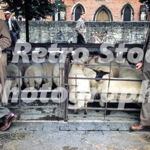 A livestock market in the 1950s 52742713158 o