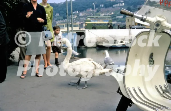 Dartmouth Devon 1967 Swan Moped 52273059536 o