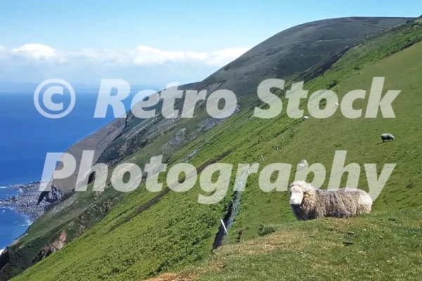 Exmoor North Devon 1960 31074464044 o