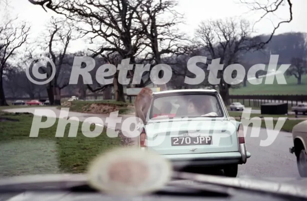 Longleat safari park 1960s 52273533630 o