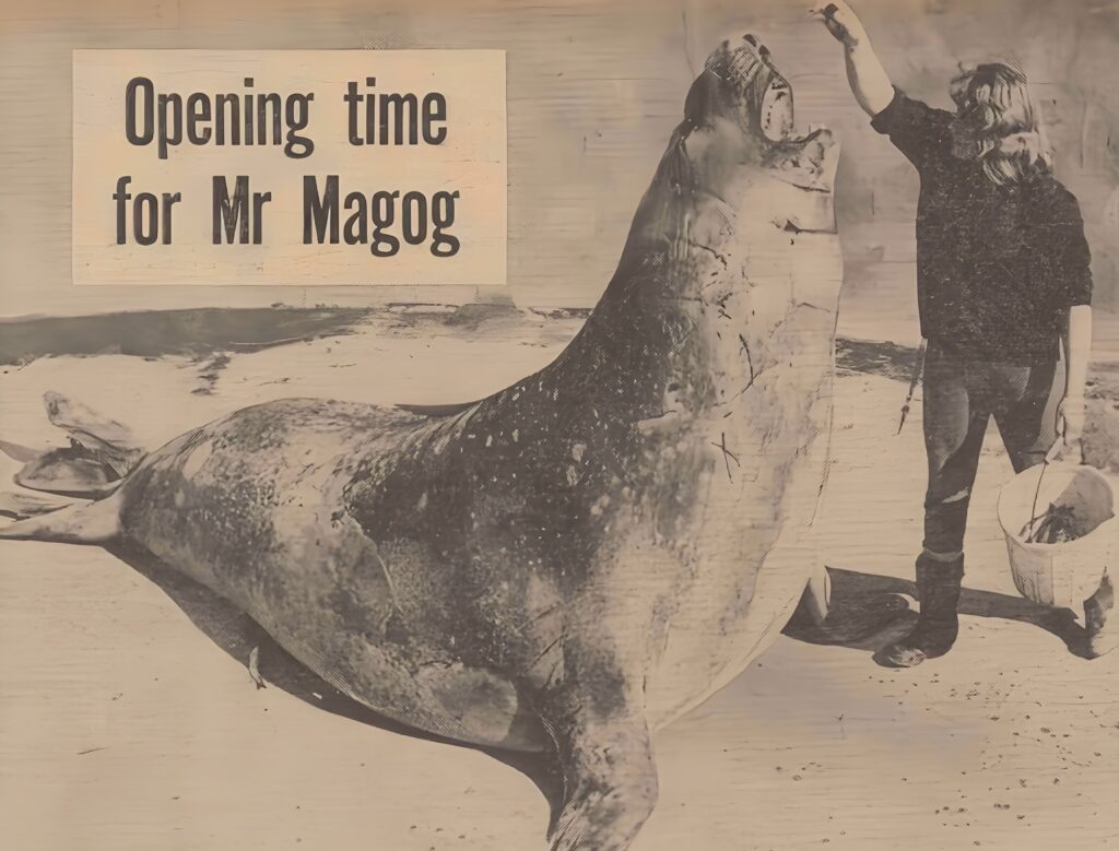 Elephant seal Mr Magog at Cleethorpes Marineland & Zoo