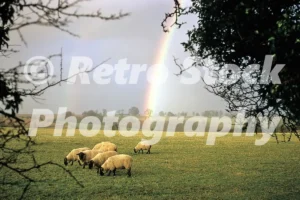 Rainbow and sheep 1967 31759478261 o