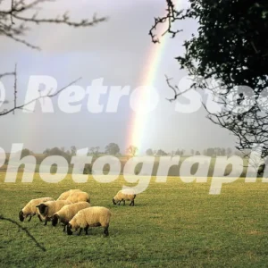 Rainbow and sheep 1967 31759478261 o