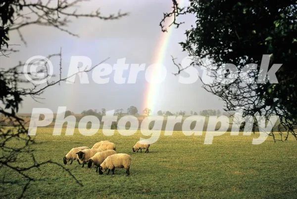 Rainbow and sheep 1967 31759478261 o