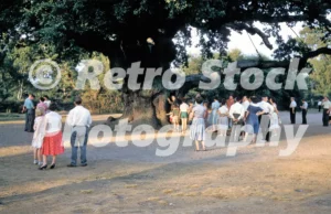 Visitors standing beneath the Major Oak at Sherwood Forest in 1959