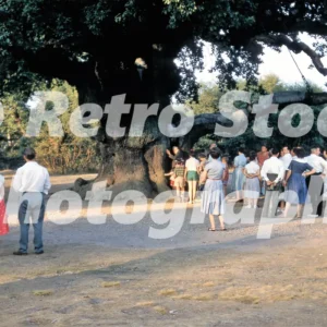 The Major Oak Edwinstowe Sherwood Forest 1959 52742208701 o