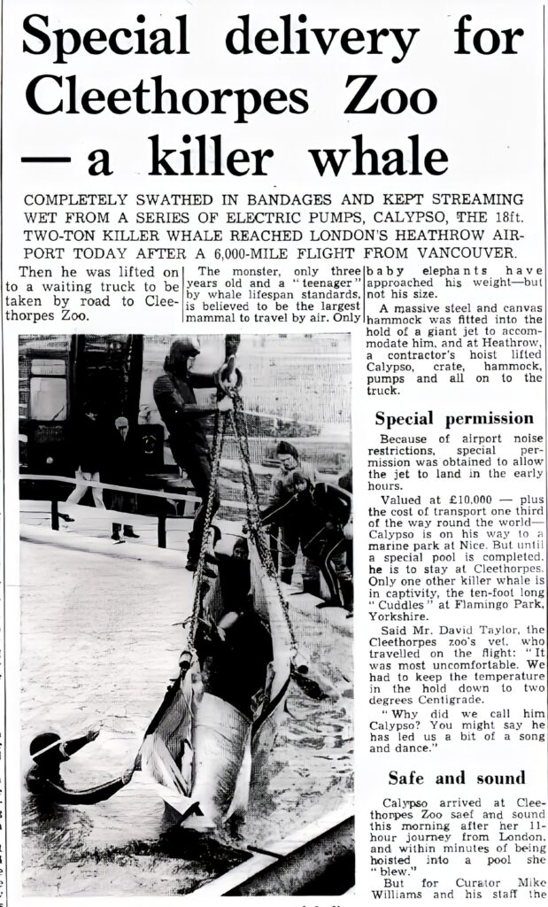 press cutting announcing the arrival of a killer whale at Cleethorpes Marineland & Zoo