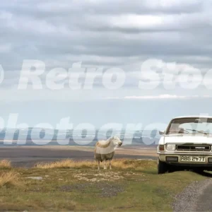 austin allegro and sheep tan hill north yorkshire 1984 52101827368 o