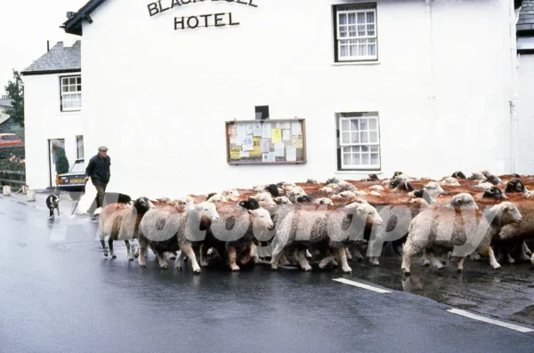 black bull hotel coniston 1980 52273701855 o