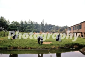 chimpanzees at chester zoo 1973 52152394869 o