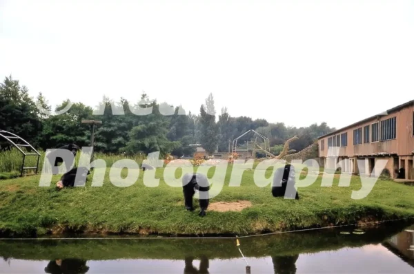 chimpanzees at chester zoo 1973 52152394869 o