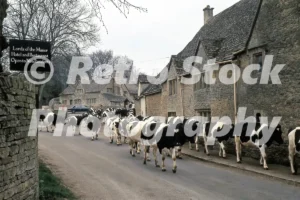 cows on the road upper slaughter gloucestershire 1974 52152432229 o