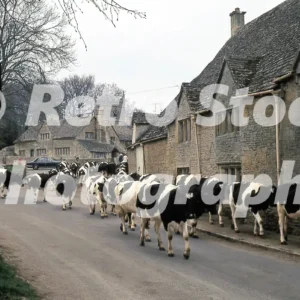 cows on the road upper slaughter gloucestershire 1974 52152432229 o