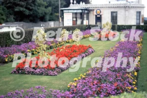 gardens at folkestone kent 1971 52152367064 o