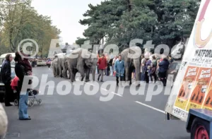 Hoffman's Circus parade in Watford during the 1970s featuring elephants walking down a public street lined with spectators and period vehicles.