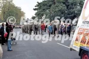 hoffmans circus oxhey lane watford 1975 52152179868 o