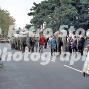hoffmans circus oxhey lane watford 1975 52152179868 o