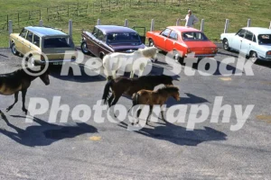 horses in the new forest 1976 52152451409 o