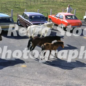 horses in the new forest 1976 52152451409 o