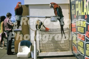 parrots in brighton 1973 52151146402 o