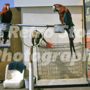 parrots in brighton 1973 52151146402 o