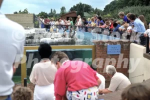 penguins at birdland bourton on the water 1987 52272233602 o