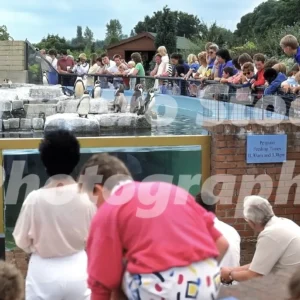 penguins at birdland bourton on the water 1987 52272233602 o