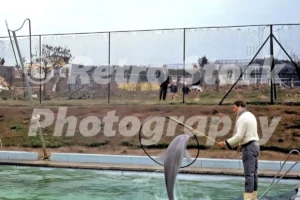 scarborough zoo 1970 dolphin show 52152407369 o