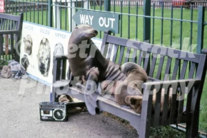 seals at longleat 1985 52102298955 o