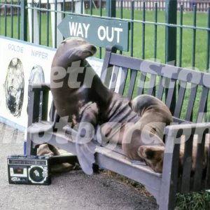 seals at longleat 1985 52102298955 o