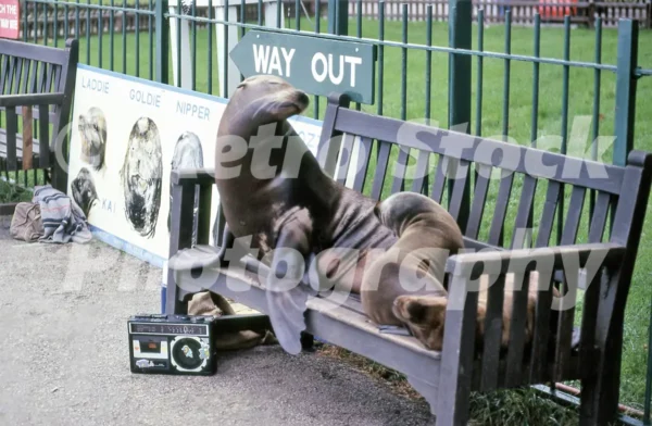 seals at longleat 1985 52102298955 o