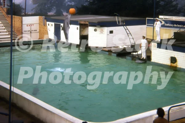 windsor safari park 1971 dolphin show 45477226451 o