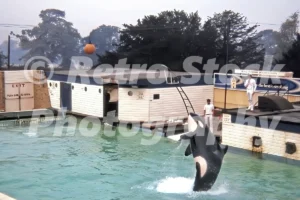 windsor safari park 1971 ramu the killer whale 45477345231 o