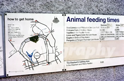 animal feeding times at london zoo 1974 52740914731 o