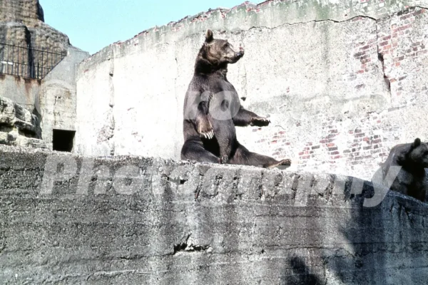 bear at london zoo 1961 46594424555 o