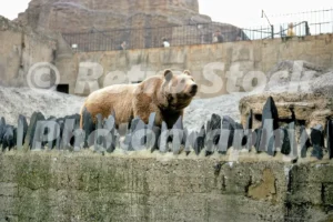 bear at london zoo 1970 52740381752 o