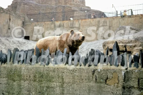 bear at london zoo 1970 52740381752 o