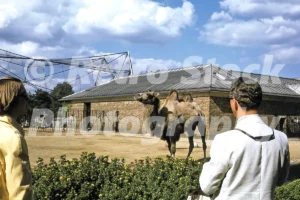 camel at london zoo 1974 52740910111 o
