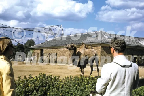 camel at london zoo 1974 52740910111 o