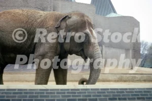 elephant at london zoo 1970 41588187772 o