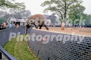 elephant at london zoo 1970 52152178258 o