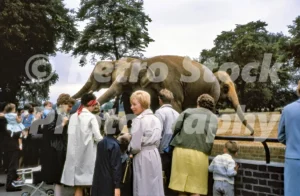elephants at london zoo 1966 52784271361 o