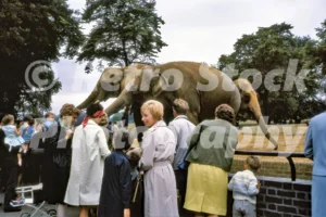 elephants at london zoo 1966 52784271361 o