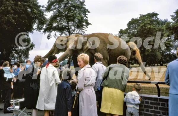 elephants at london zoo 1966 52784271361 o