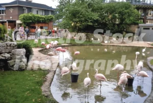 flamingos at london zoo 1966 45350363054 o