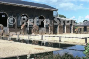 Giraffes at London Zoo 1974