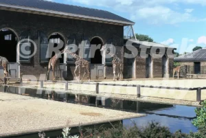 giraffes at london zoo 1974 52741165344 o