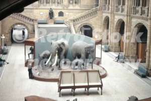natural history museum london 1960 52784722483 o