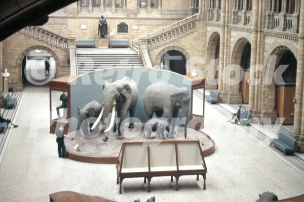 natural history museum london 1960 52784722483 o